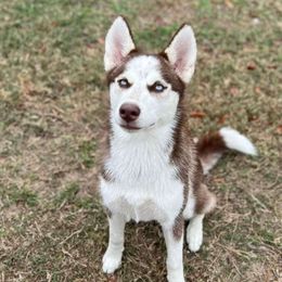 Pumpkin 🎃 - Red and white Siberian Husky puppy in Ocala, Florida from Huffman's Husky House