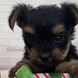 Poodles and Yorkshire Terriers from Star Catcher Pups
