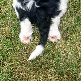 Old English Sheepdog and Sheepadoodle Puppies from Doodlefolk