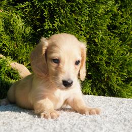 Boy 4 - male Dachshund puppy in Lagrange, Indiana from Royal Paws