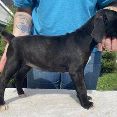 Mountain Cur Puppies from Walnut Ridge Mountain Curs
