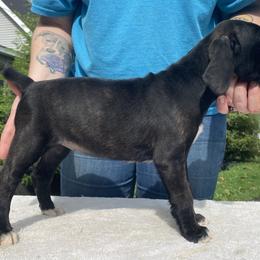 Mountain Cur Puppies from Walnut Ridge Mountain Curs