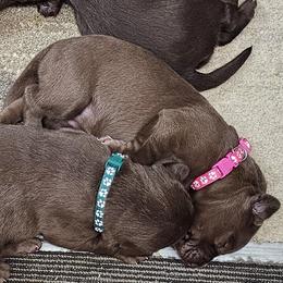 Pink Collar - Chocolate female Labrador Retriever puppy in Boyd, Minnesota from Lindley Labradors