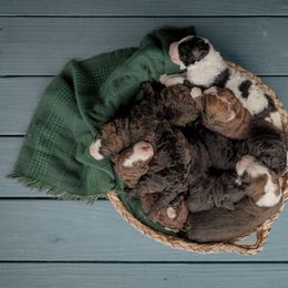 Bernedoodle Puppies from Joy's Dood Ranch