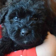 Bouvier des Flandres and Havanese Puppies from Beulah Bouviers and Havanese