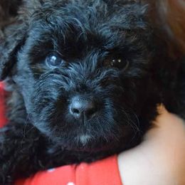 Bouvier des Flandres and Havanese Puppies from Beulah Bouviers and Havanese