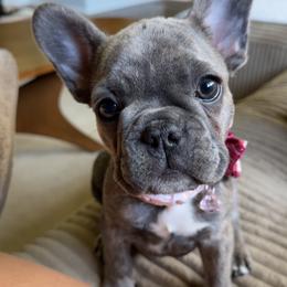 Jewel - Brindle female French Bulldog puppy in Stratford, New Jersey from Double Barrel Bullies