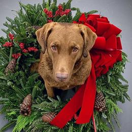 Quill - Chesapeake Bay Retriever