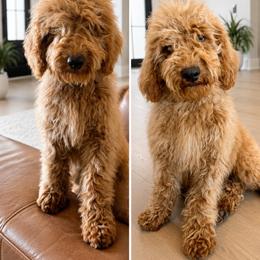 Spider-Man - Apricot male Poodle puppy in Caldwell, Idaho from Boise Doodle Co.
