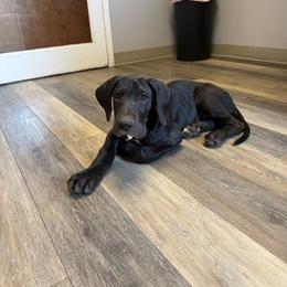 Black Collar - Black male Great Dane puppy in Surgoinsville, Tennessee from Mountain Valley Farm Great Danes