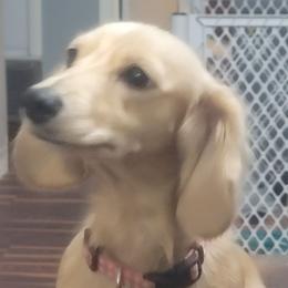 Rosie - Dachshund