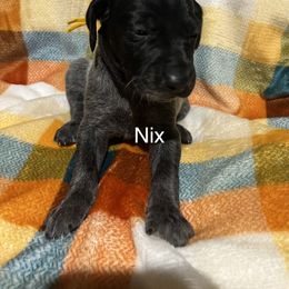 Nix - Black roan female German Shorthaired Pointer puppy in Jackson, Georgia from Tiner GSP’s LLC