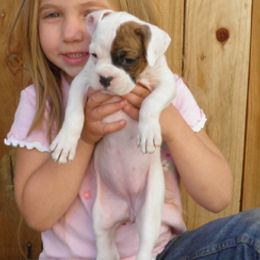 Boxer Puppies from CinniBon Boxers