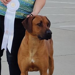 Rhodesian Ridgeback All Grown Up from Sans Peur Ridgebacks