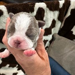 Girl 1 - Blue female Boston Terrier puppy in Coopertown, Tennessee from Toon’s Boston Terriers