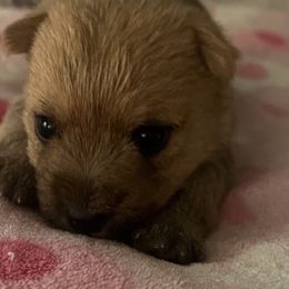 Pedal - Wheaten brindle female Cairn Terrier puppy in Wytheville, Virginia from Shining Waters Farm
