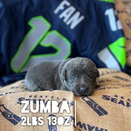 Zumba - Charcoal female Dilute Retriever puppy in Puyallup, Washington from 12 Door Farm Labradors