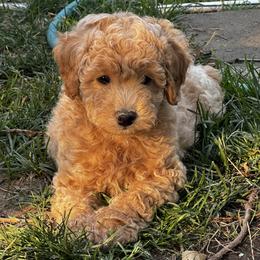 Scooter - Apricot male Poodle puppy in Moses Lake, Washington from Chuladoodles