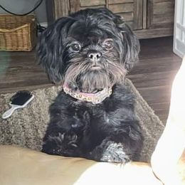 Shih Tzu All Grown Up from Jamie Serigny's Shih Tzus