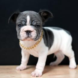 Romeo - White and black male French Bulldog puppy in Plano, Illinois from Velvet Fluffy Pups