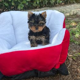 Tiny Luna - Black and tan female Yorkshire Terrier puppy in Bonita Springs, Florida from Moon Ranch Puppies