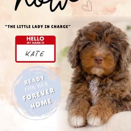 Kate - Chocolate merle female Bernedoodle puppy in Mobile, Alabama from Colonial Doodles