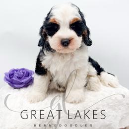 Luna - Tri-color female Bernedoodle puppy in Baroda, Michigan from Great Lakes Bernedoodles