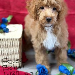 Eevee B3 - Red  male Poodle puppy in Haines City, Florida from Camic Cockapoos
