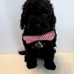 Bear - Black male Poodle puppy in Lakeland, Florida from Blessed Beginnings Puppies