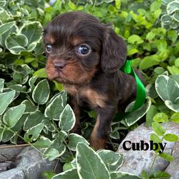 Bernedoodle, Cavalier King Charles Spaniel, Cavapoo, Goldendoodle, and Poodle Puppies from Gypsi Doodles & Poodles LLC.