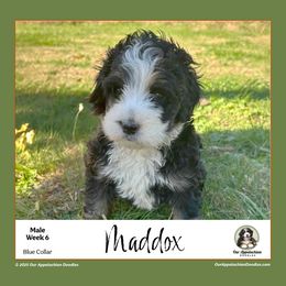 MADDOX (Blue Collar) - Tri-color male Bernedoodle puppy in Branchland, West Virginia from Our Appalachian Doodles