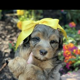 Bernedoodle, Cavapoo, Goldendoodle, and Poodle Puppies from Gypsi Doodles & Poodles