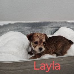 Morkie Puppies from Heart of Texas Morkies