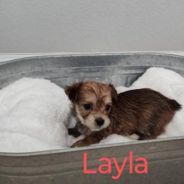 Morkie Puppies from Heart of Texas Morkies
