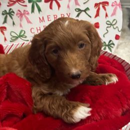 Romeo - Red  male Goldendoodle puppy in The Woodlands, Texas from Gracie's Goldendoodles and Bernedoodles