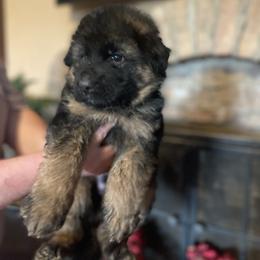 Yellow Boy - Black and red male German Shepherd puppy in Gunter, Texas from Gunter Gables German Shepherds