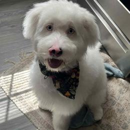 Bernedoodle Puppies from NLB Mini Bernedoodles