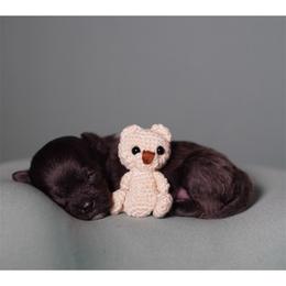 Doc (Green Collar) - Silver male Shihpoo puppy in Las Vegas, Nevada from Plush Toy Poodle Puppies & Pals