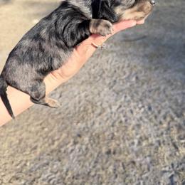 Stu - Dapple male Dachshund puppy in Lake City, Florida from KNG FARMS