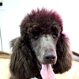 Golden Retrievers and Poodles from St. Barx Kennel Company