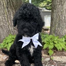 Scholar - Black male Goldendoodle puppy in Camden, North Carolina from Oopsie Doodles of NC