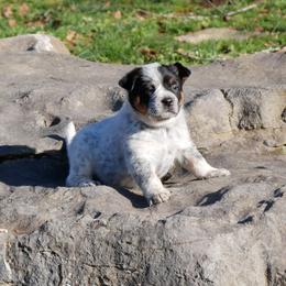 Juliet - Blue mottled female Australian Cattle Dog puppy in Buffalo Valley, Tennessee from Buffalo Valley Breeders