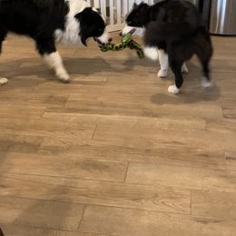 Border Collies from Jollypaws Border Collies