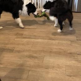 Border Collies from Jollypaws Border Collies