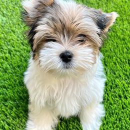 Yorkshire Terriers from Rogers Family Yorkies