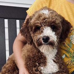 Hazel - Goldendoodle