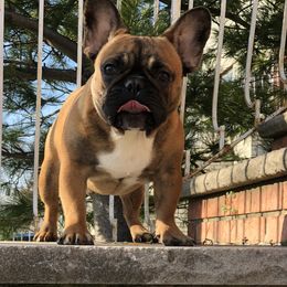 Teddy - French Bulldog