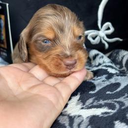 Scout (Rusty) - Dapple male Dachshund puppy in Lincoln, California from Hidden Oaks Dachshunds