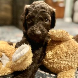 Purple - Brown Poodle puppy in Mc Kinney, Texas from Kenney kennels
