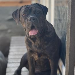 Zoe - Black brindle female Cane Corso puppy in Acton, California from Mastiff Mafia